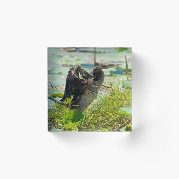 NT ~ MARINE BIRD ~ Australasian Darter QNQ6TLZA by David Irwin 071119 Acrylic Block