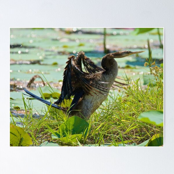 NT ~ MARINE BIRD ~ Australasian Darter QNQ6TLZA by David Irwin 071119 Poster