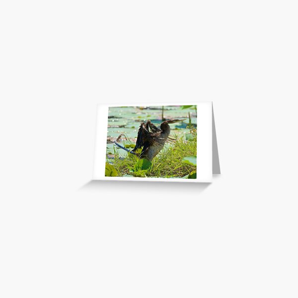 NT ~ MARINE BIRD ~ Australasian Darter by David Irwin 071119 Greeting Card