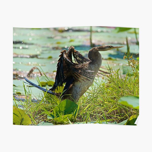 NT ~ MARINE BIRD ~ Australasian Darter by David Irwin 071119 Poster