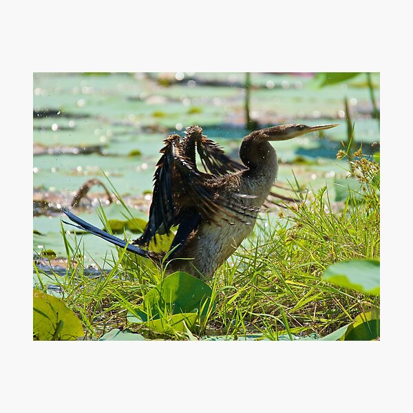 NT ~ MARINE BIRD ~ Australasian Darter by David Irwin 071119 Photographic Print