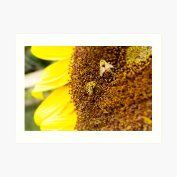 SUNFLOWER AND BEES Art Print