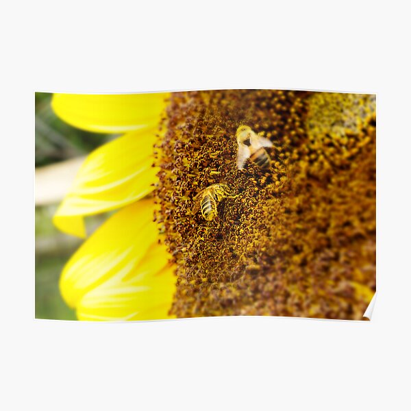 SUNFLOWER AND BEES Poster