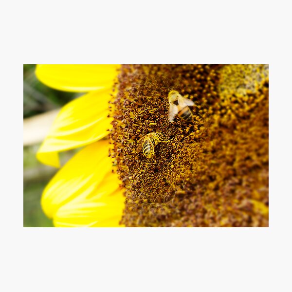SUNFLOWER AND BEES Photographic Print