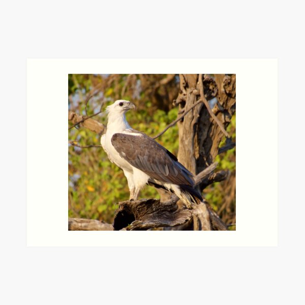 NT ~ RAPTOR ~ White-bellied Sea Eagle M9VRBM3A4 by David Irwin 071119 Art Print