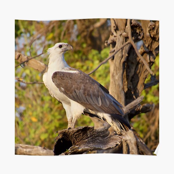 NT ~ RAPTOR ~ White-bellied Sea Eagle by David Irwin 071119 Poster