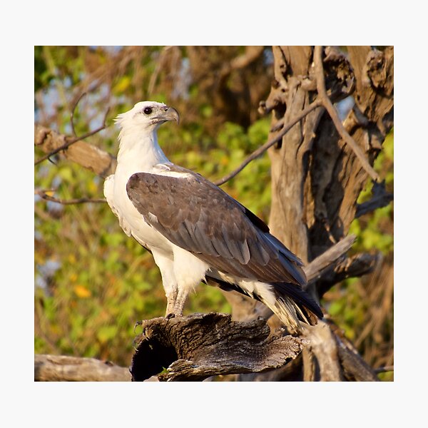 NT ~ RAPTOR ~ White-bellied Sea Eagle by David Irwin 071119 Photographic Print