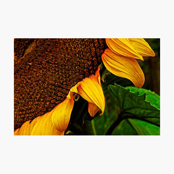 SUNFLOWER 02. Photographic Print