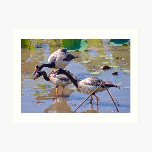 NT ~ WATERFOWL ~ Magpie Goose GH9M92YS by David Irwin 071119 Art Print