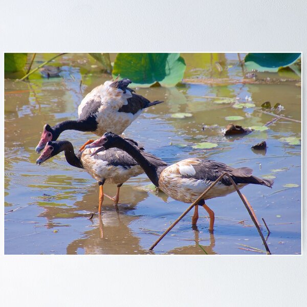 NT ~ WATERFOWL ~ Magpie Goose GH9M92YS by David Irwin 071119 Poster