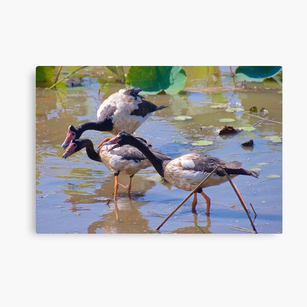 NT ~ WATERFOWL ~ Magpie Goose GH9M92YS by David Irwin 071119 Canvas Print