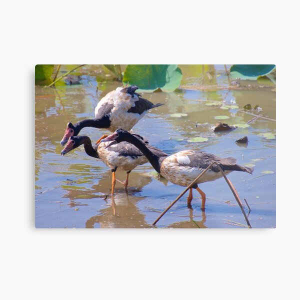NT ~ WATERFOWL ~ Magpie Goose GH9M92YS by David Irwin 071119 Metal Print