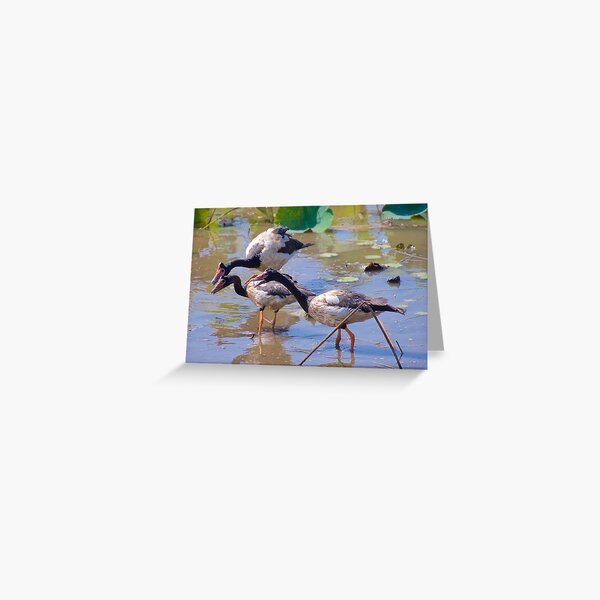 NT ~ WATERFOWL ~ Magpie Goose GH9M92YS by David Irwin 071119 Greeting Card