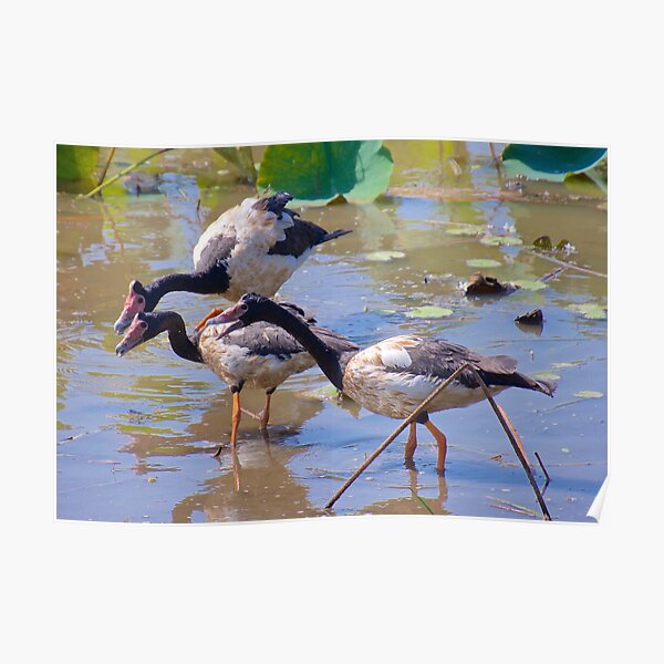 NT ~ WATERFOWL ~ Magpie Goose GH9M92YS by David Irwin 071119 Poster