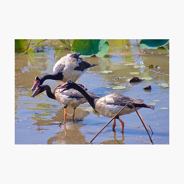 NT ~ WATERFOWL ~ Magpie Goose GH9M92YS by David Irwin 071119 Photographic Print