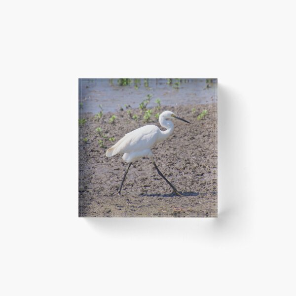 NT ~ WADER ~ Little Egret 54XNQH8T by David Irwin 071119 Acrylic Block
