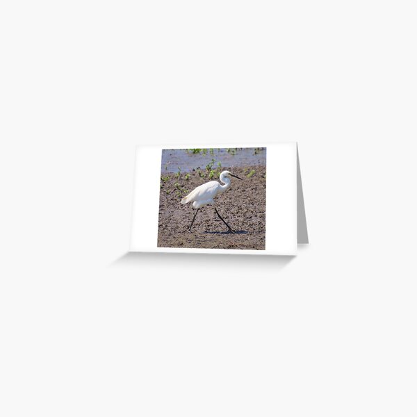 NT ~ WADER ~ Little Egret by David Irwin 071119 Greeting Card