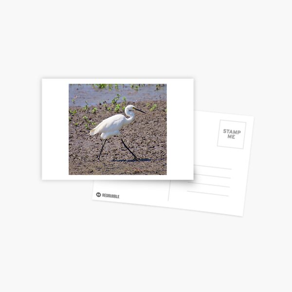 NT ~ WADER ~ Little Egret 54XNQH8T by David Irwin 071119 Postcard