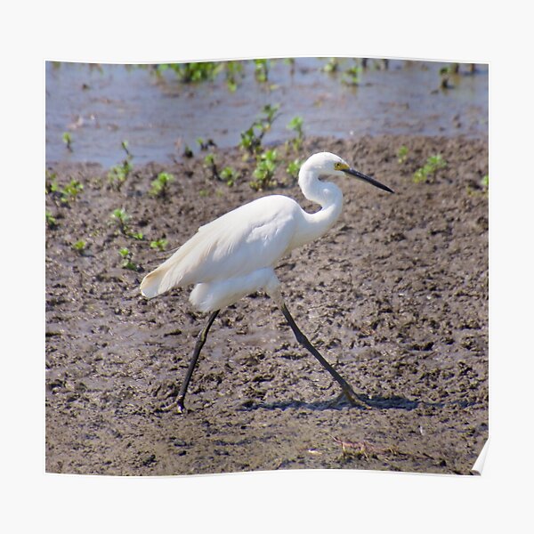 NT ~ WADER ~ Little Egret by David Irwin 071119 Poster