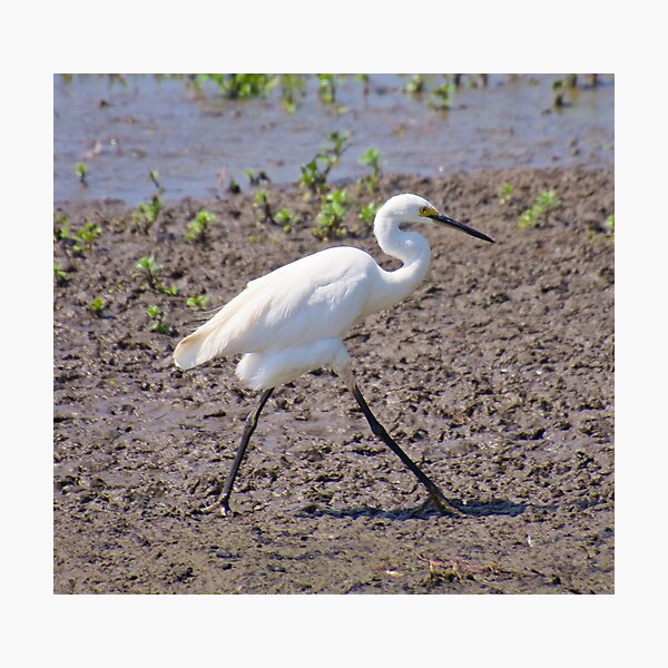 NT ~ WADER ~ Little Egret by David Irwin 071119 Photographic Print