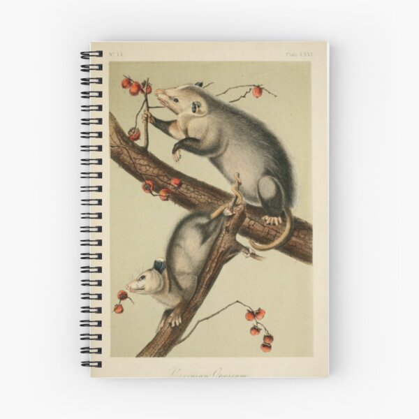 Artikelvorschau, Naturforscher Opossum entworfen und verkauft von BlueSpecsStudio.