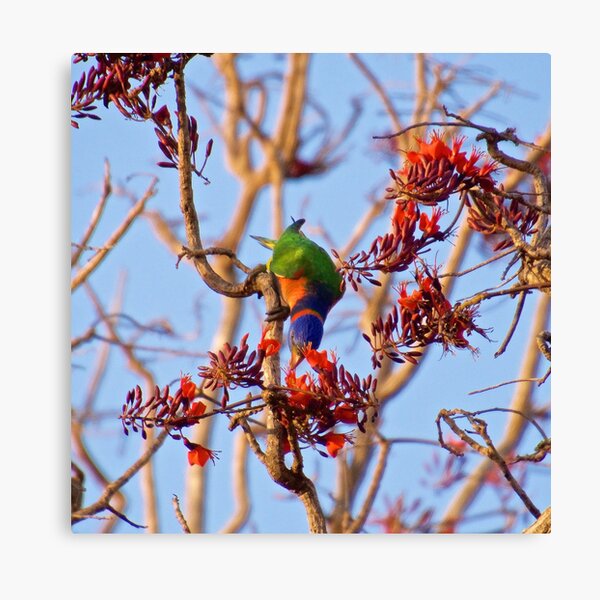 NT ~ PARROT ~ Ringneck Lorikeet by David Irwin 071119 Canvas Print
