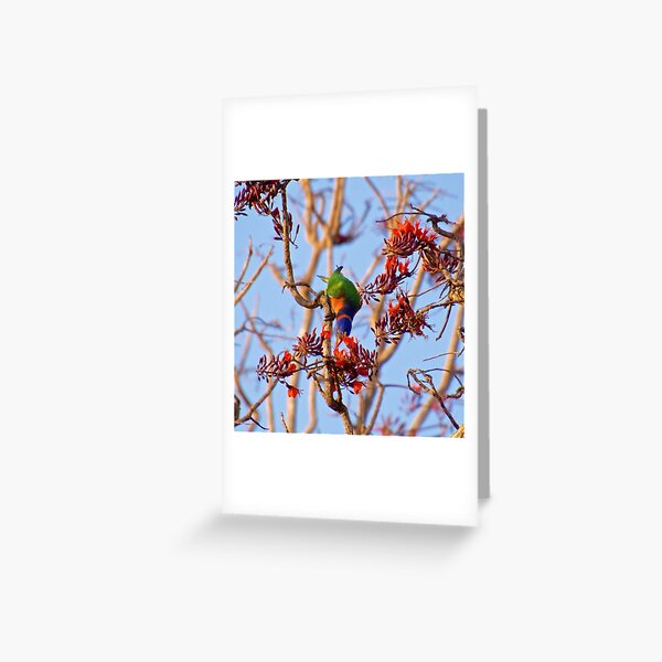 NT ~ PARROT ~ Ringneck Lorikeet by David Irwin 071119 Greeting Card