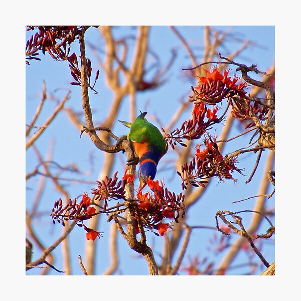 NT ~ PARROT ~ Ringneck Lorikeet by David Irwin 071119 Photographic Print