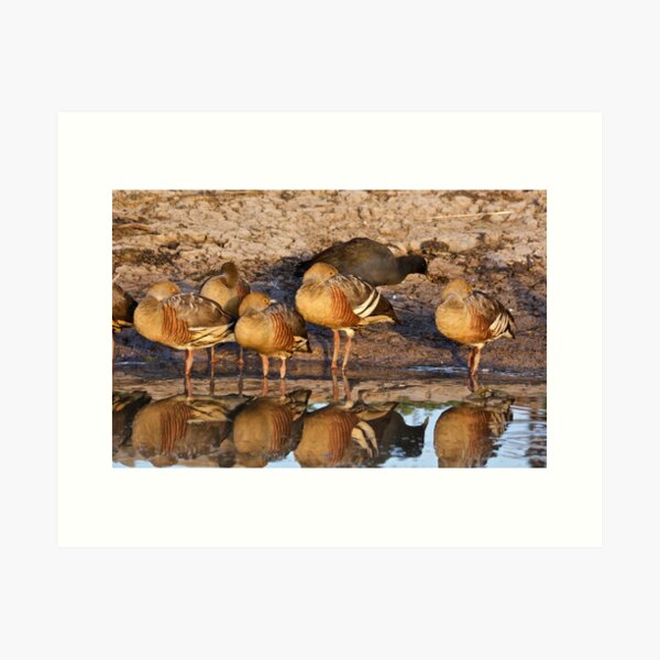 NT ~ WATERFOWL ~ Plumed Whistling-Duck CSWPQ9QW and Dusky Moorhen by David Irwin 071119 Art Print
