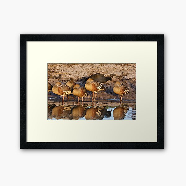 NT ~ WATERFOWL ~ Plumed Whistling-Duck CSWPQ9QW and Dusky Moorhen by David Irwin 071119 Framed Art Print