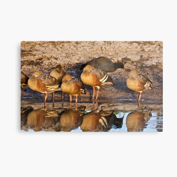 NT ~ WATERFOWL ~ Plumed Whistling-Duck CSWPQ9QW and Dusky Moorhen by David Irwin 071119 Metal Print