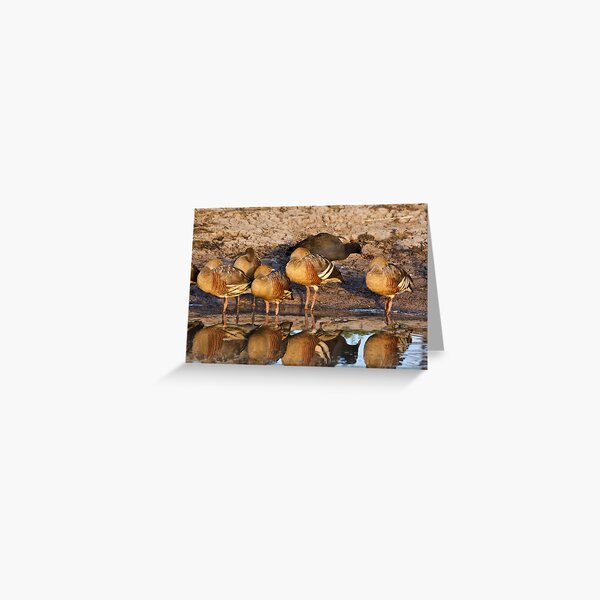 NT ~ WATERFOWL ~ Plumed Whistling Duck and Dusky Moorhen by David Irwin 071119 Greeting Card