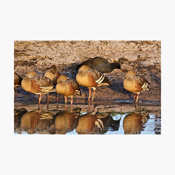 NT ~ WATERFOWL ~ Plumed Whistling Duck and Dusky Moorhen by David Irwin 071119 Photographic Print