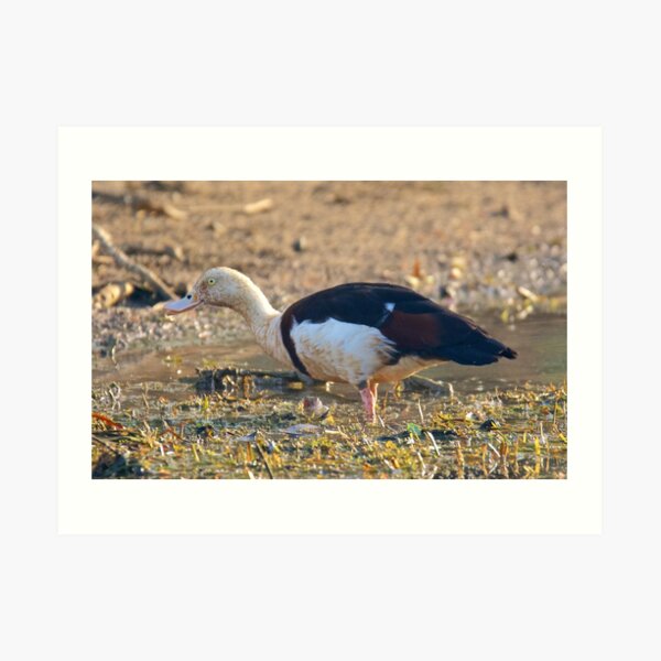 NT ~ WATERFOWL ~ Radjah Shelduck by David Irwin 071119 Art Print
