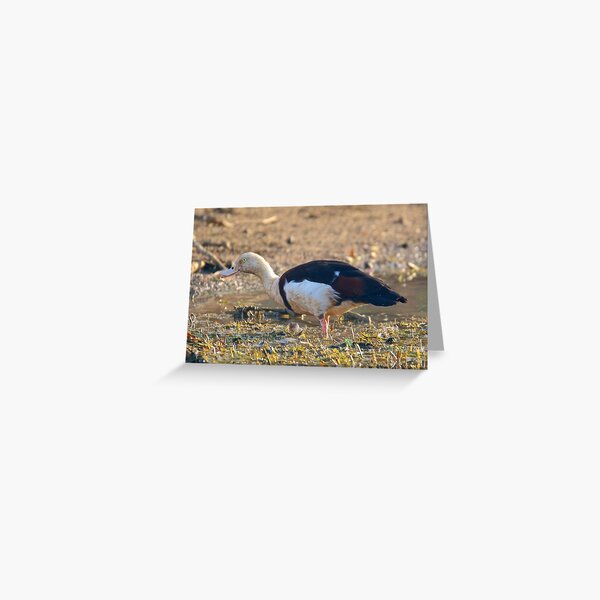 NT ~ WATERFOWL ~ Radjah Shelduck MQAMGVN4 by David Irwin 071119 Greeting Card
