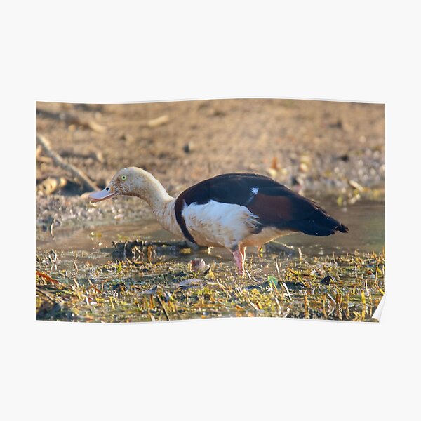 NT ~ WATERFOWL ~ Radjah Shelduck MQAMGVN4 by David Irwin 071119 Poster