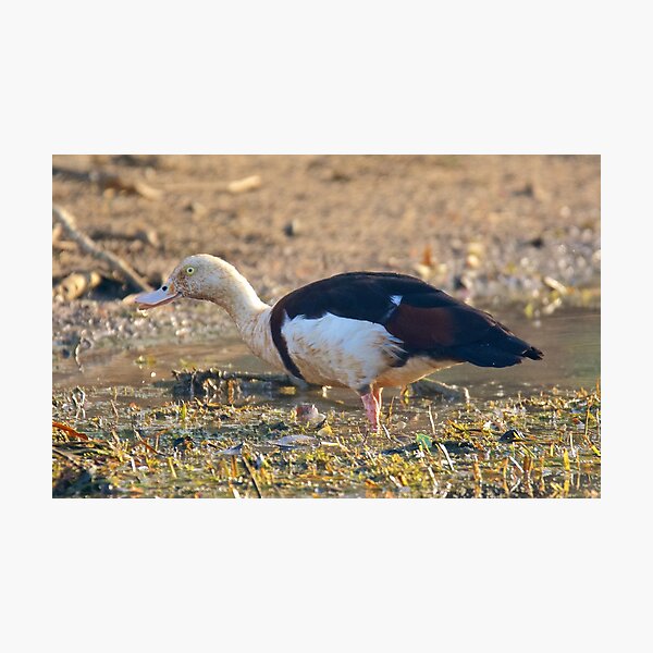 NT ~ WATERFOWL ~ Radjah Shelduck by David Irwin 071119 Photographic Print