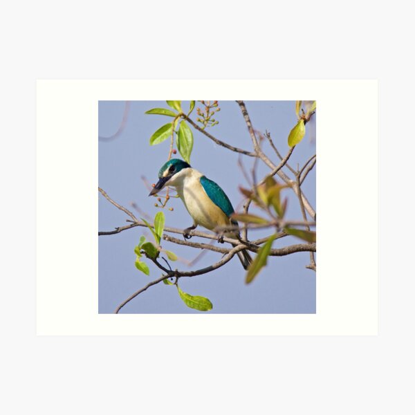 NT ~ KINGFISHER ~ Sacred Kingfisher by David Irwin 071119 Art Print