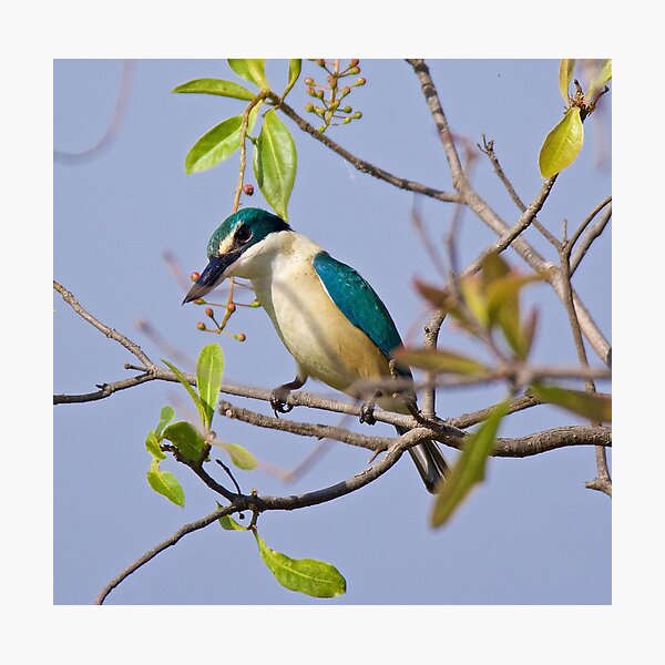 NT ~ KINGFISHER ~ Sacred Kingfisher by David Irwin 071119 Photographic Print