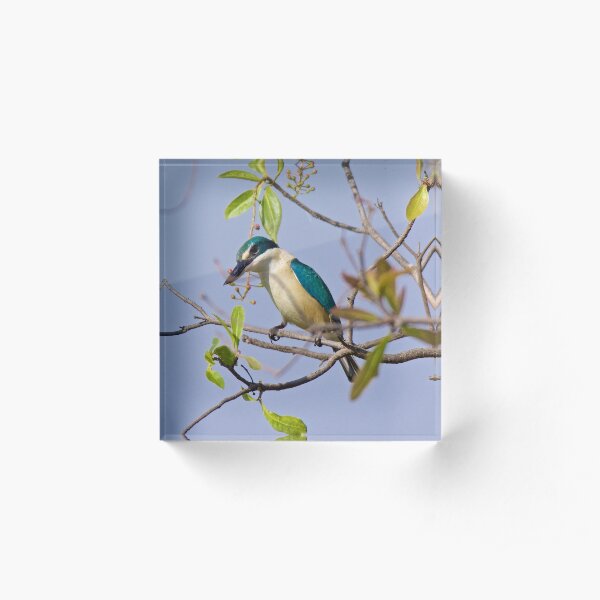 NT ~ KINGFISHER ~ Sacred Kingfisher BCGG6LDG by David Irwin 071119 Acrylic Block