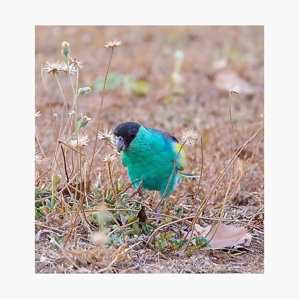 NT ~ PARROT ~ Hooded Parrot by David Irwin 071119 Photographic Print