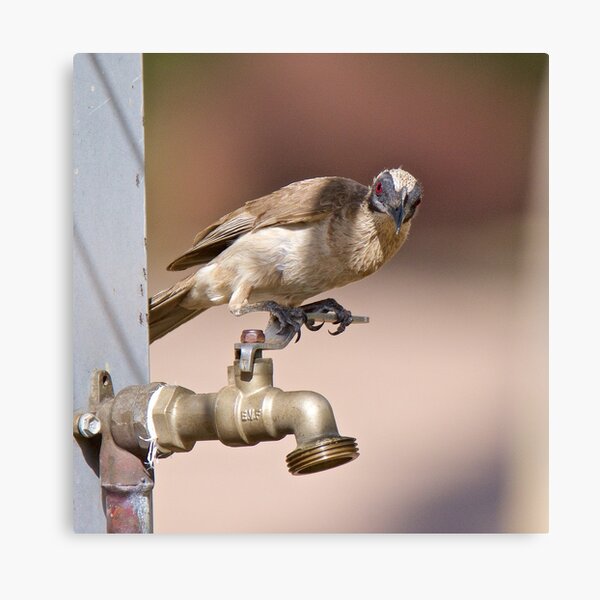 NT ~ FRIARBIRD ~ Little Friarbird by David Irwin 071119 Canvas Print