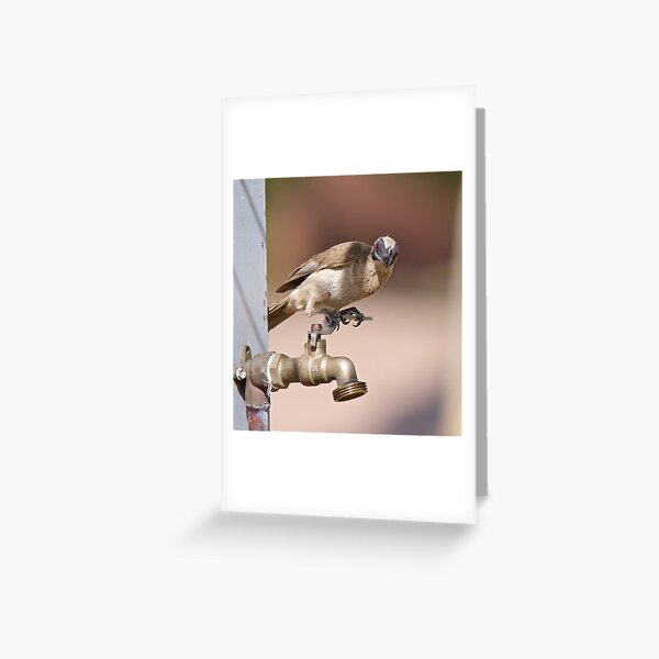 NT ~ FRIARBIRD ~ Little Friarbird by David Irwin 071119 Greeting Card