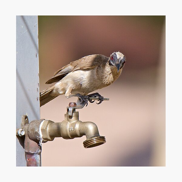 NT ~ FRIARBIRD ~ Little Friarbird by David Irwin 071119 Photographic Print