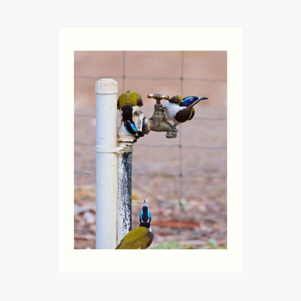 NT ~ HONEYEATER ~ Blue-faced Honeyeater by David Irwin 071119 Art Print
