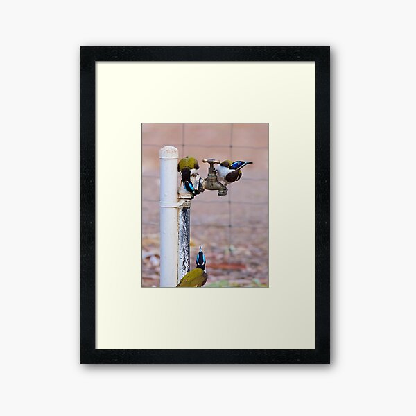NT ~ HONEYEATER ~ Blue-faced Honeyeater AQ7PCN9h by David Irwin 071119 Framed Art Print