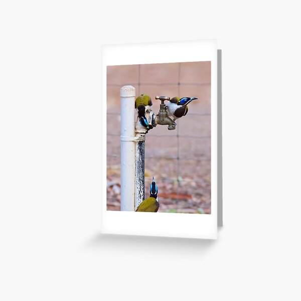 NT ~ HONEYEATER ~ Blue-faced Honeyeater by David Irwin 071119 Greeting Card