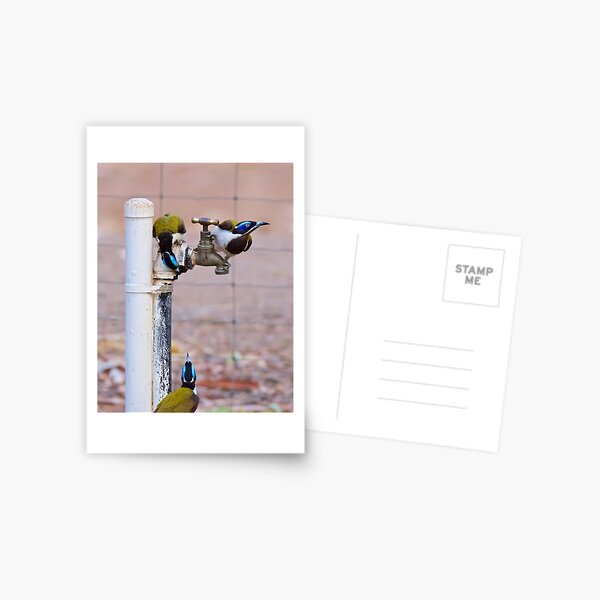 NT ~ HONEYEATER ~ Blue-faced Honeyeater by David Irwin 071119 Postcard
