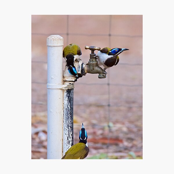 NT ~ HONEYEATER ~ Blue-faced Honeyeater by David Irwin 071119 Photographic Print