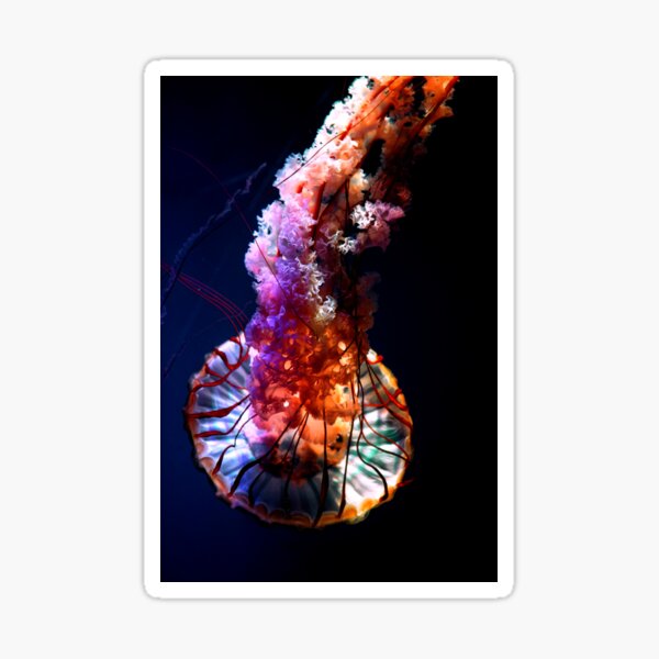 Vibrant Tropical Undersea Jellyfish Sticker